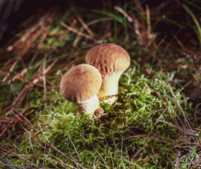 Young puffballs Lycoperdon perlatum. Young fruiting bodies are edible