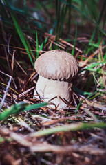 Umber-brown puffball - Lycoperdon umbrinum