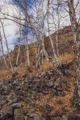 autumn forest in the mountains