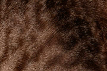 Brown soft fur for background.