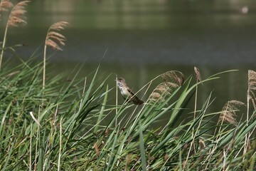 Great reed warbler male bird calling female