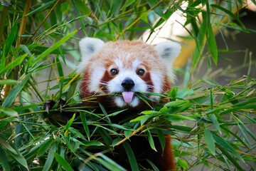 Fototapety  A cute red panda sticks out its tongue while eating bamboo