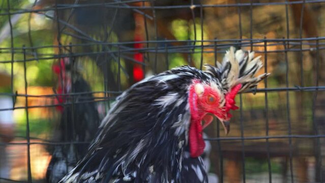 Farm raised grey and white feather bantam chicken