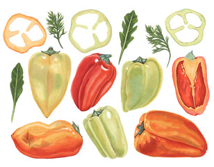A collection of peppers of different colors. A set of whole fruits of sweet pepper and pieces, arugula, dill. Hand-drawn. Marker Art