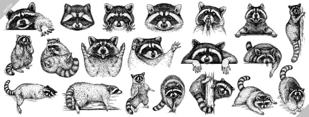 Vintage engrave isolated raccoon set illustration cut ink sketch. Wild pet background line racoon collection vector art - obrazy, fototapety, plakaty