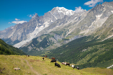 Fototapeta na wymiar The Mont Blanc massif from the meadows of Val Ferret valley in Italy.
