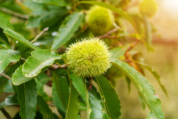 Growing sweet chestnut fruit with green thorn shell on a branch
