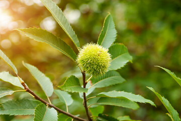 Spiny sweet chestnut fruit on a tree. Castanea sativa