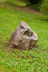 Stump of a felled tree in a meadow in the forest