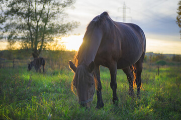 A horse grazes on the meadows at sunset, on an autumn day.
