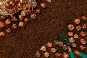Tulip bulbs planting background. Fall tulips planting and gardening flat lay still life template with copy space.