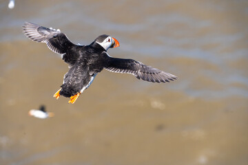 Single Portrait Puffin flying on a cliff face on rugged UK coast black and white feathers and orange and black beak and feet with other nesting seabirds in background rocks and ocean water below