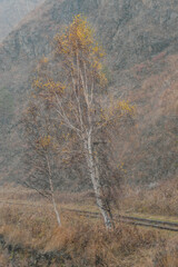 Obraz premium autumn in the mountains