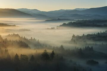 Fototapeta premium sunrise in the forest