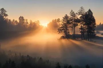 Abwaschbare Fototapete Morgen mit Nebel Sonnenaufgang im Wald