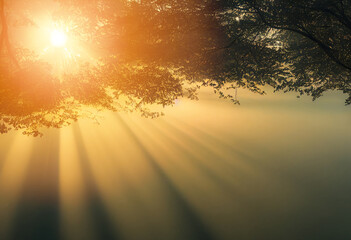 sunset in the forest