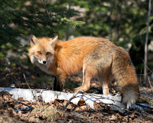 Red Fox Photo Stock. Fox Image. Close-up  profile view in the spring season displaying fox tail, fur, in its environment and habitat with a coniferous trees background and moss on ground. Picture. 