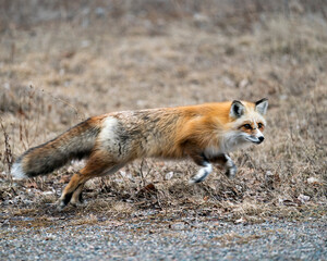 Naklejka na ściany i meble Red Fox Photo Stock. Unique fox close-up view running towards the right in the spring season in its environment and habitat with blur background. Fox Image. Picture. Portrait