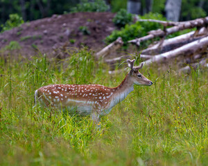 Naklejka na ściany i meble Fallow Deer Photo and Image. Deer male close-up profile side view, with a blur background in the forest in its environment and habitat surrounding.