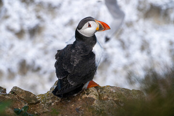 Puffin nesting and perched on cliff face on rugged UK coastline view from above looking down portrait view showing black and white feathers and orange and black beak and feet. Full body shot