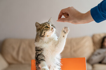hungry cat climbs on the table in search of food - obrazy, fototapety, plakaty