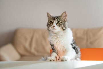 hungry cat climbs on the table in search of food