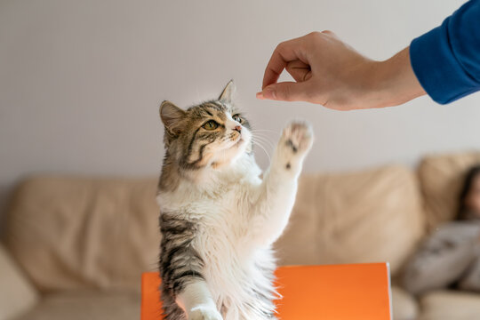 hungry cat climbs on the table in search of food