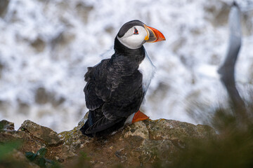 Puffin nesting and perched on cliff face on rugged UK coastline view from above looking down portrait view showing black and white feathers and orange and black beak and feet. Full body shot