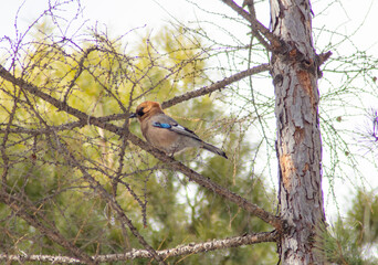 a bird on a branch