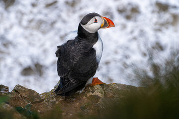 Puffin nesting and perched on cliff face on rugged UK coastline view from above looking down portrait view showing black and white feathers and orange and black beak and feet. Full body shot