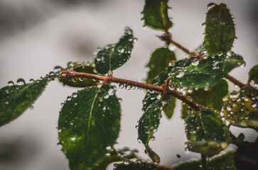 rain drops on the branches of a tree