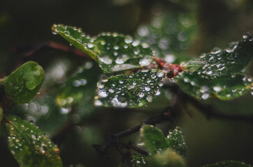 rain drops on a leaf