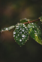 water drops on a leaf