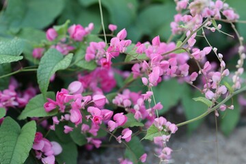 Pink Bush is a flowering plant of the family Polygonaceae, a pink clematis plant native to Mexico. Classified as a fast growing ivy plant The leaves are heart-shaped or triangular. Flower bouquet