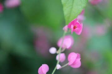 Pink Bush is a flowering plant of the family Polygonaceae, a pink clematis plant native to Mexico. Classified as a fast growing ivy plant The leaves are heart-shaped or triangular. Flower bouquet