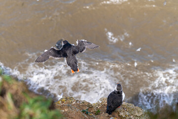 Single Portrait Puffin flying soaring and gliding on a cliff face on rugged UK coastline low-level portrait view showing black and white feathers and orange and black beak with other nesting seabird