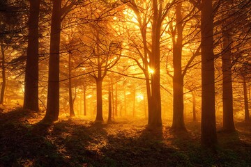 sunset in the forest