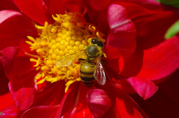 A bee pollinates a red flower