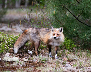Red Fox Photo Stock. Fox Image. Close-up looking at camera with a foliage and pine tree branches background in its habitat and environment. Picture. Portrait.