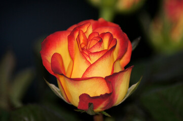 Fototapeta na wymiar Lachsfarbende Rose liegend auf schwarz weißem Hintergrund
