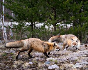 Red Fox Photo Stock. Fox Image. Couple interacting in the forest with a spruce trees background and white moss ground in their environment and habitat. Picture. Portrait.