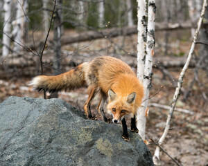 Red Fox Photo Stock. Fox Image. Close-up standing on a big rock and looking at camera with a blur forest background in its environment and habitat Picture. Portrait.