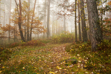 leśna droga ,las  © Marcin Łazarczyk