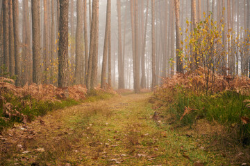 leśna droga ,las 