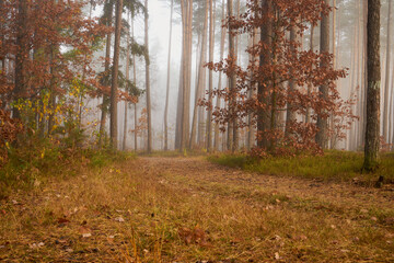 leśna droga ,las  © Marcin Łazarczyk