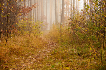 leśna ścieżka, las 