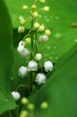 Lilies of the valley on the table