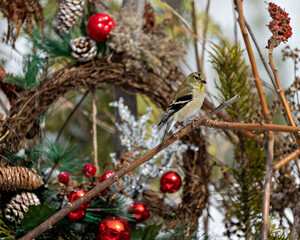 Finch Photo and Image. Christmas wreath and American Goldfinch.