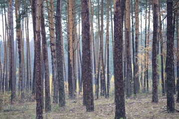 Fototapeta premium trunks of coniferous trees against the background of an autumn forest in cloudy weather, natural natural ecological background of the forest, sustainable development, yellow birch trees, pine trunks 