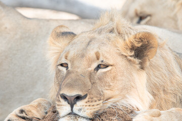 Botwsana African Young Male Lion